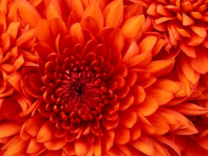 Let's Worship All Things Bright and Beautiful !