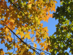 leaves_6210cn