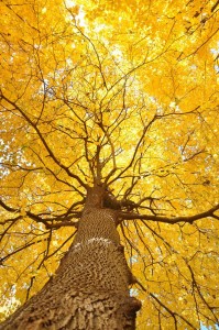 tree