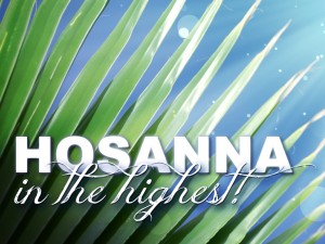palm_10462