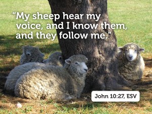 sheep_13733ac